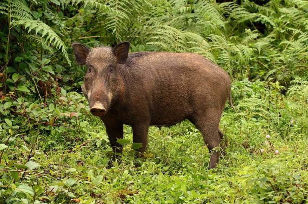 binatang liar yang ada di gunung saat mendaki